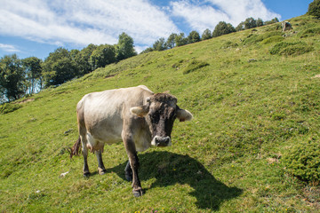 The pasture in the mountains. Cows grazing on the hills. Italy.