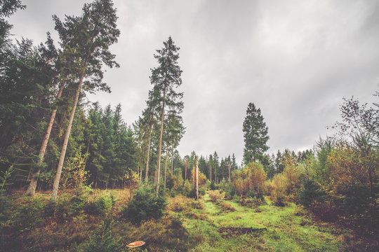 Scandinavian forest in autumn