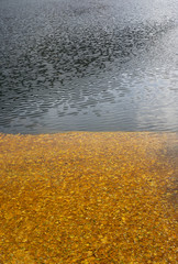 Water on lake with fall leaf