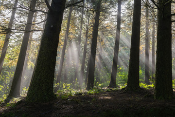 Mystical forest, Ribeiro Frio, Madeira, Portugal, Europe 