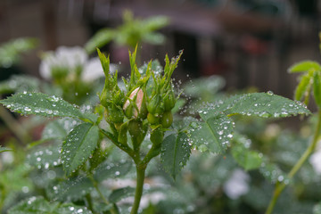 Mystical forest, Ribeiro Frio, Madeira, Portugal, Europe 