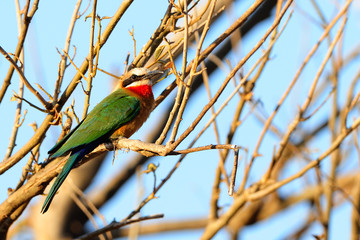 White-fronted bee-eater