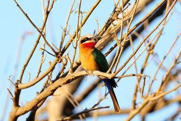 White-fronted bee-eater
