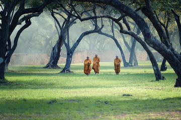 Asian monk walk under a tree,monk meditating in area around wild