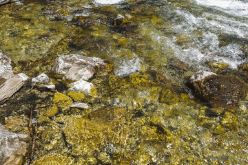 Clear and rapid mountain river in the summer forest