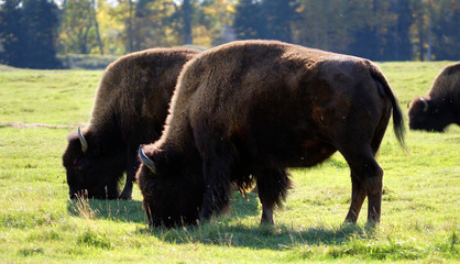 Bisons grazing