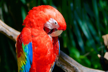 Parrot Ara red