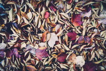Autum Leaves