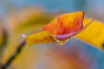 Bright colors of an autumn leave just after the rain