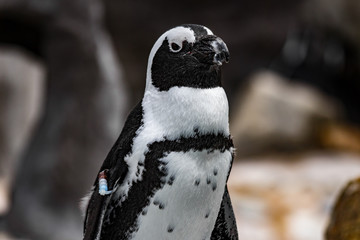 Penguin close up