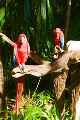 Parrot Ara red