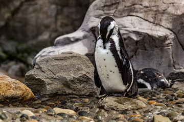 Naklejka premium penguin