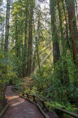Trail Thru the Redwood Forest at Armstrong Redwoods State Park. Guerneville, California, USA