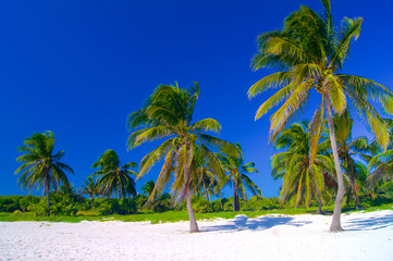 Palm trees on sand
