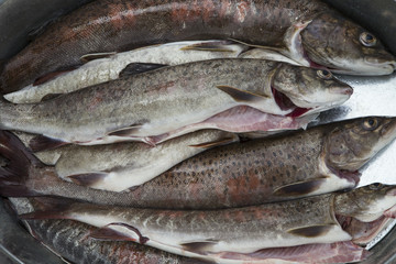 Several gutted salmon in the basin. River Moma. Yakutia. Russia.