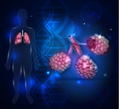 Alveoli anatomy, oxygen and carbon dioxide exchange between alveoli and capillaries, external respiration mechanism.