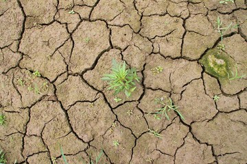 Desertification