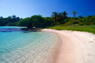 Sandy beach with palm
