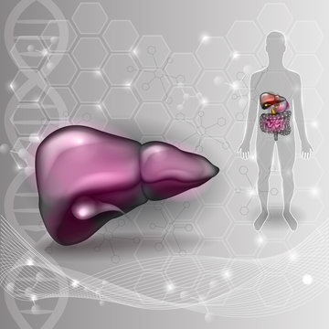 Liver anatomy scientific background and human silhouette with internal organs