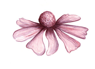 purple flower hand drawn illustration on paper