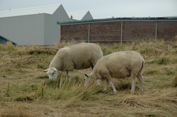 Obraz premium Schafe auf Deich. Bei Vlissingen