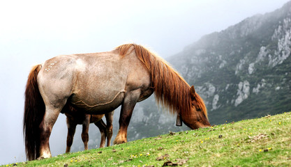 Fototapeta premium horse