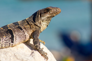 Iguana Mexico