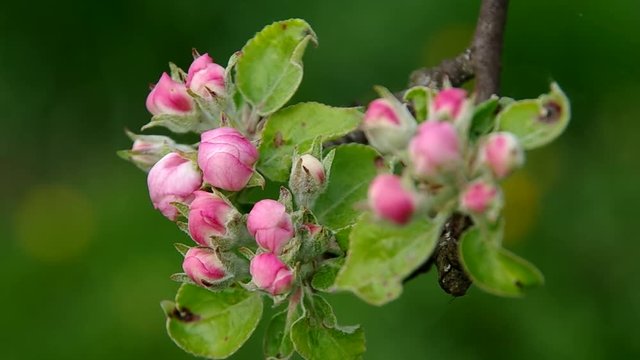 Flowering apple tree in spring on green background
