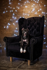 Happy New Year, Christmas, pet in the room. Pit bull dog lying in the chair