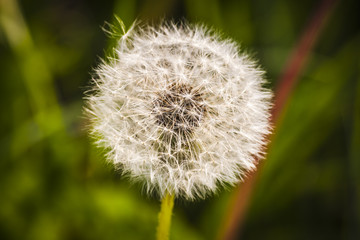 Flowered Dandelion