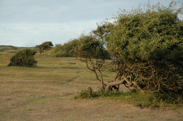 Gesch&uuml;tzte Natur. D&uuml;ne auf Walcheren