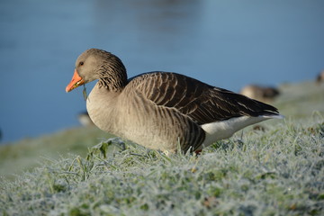 Gray goose eating