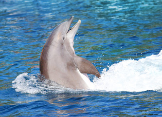 Naklejka premium The Bottlenose Dolphin jumping in bluelagoon. Funny and friendly animal. Greeting from tropical paradise. 