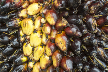 Close-up of the oily fruit of the dende (dendê) palm at a harvest in Bahia, Brazil