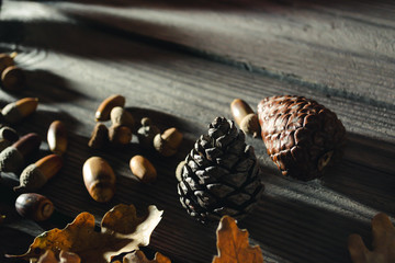 Forest autumn still life 8