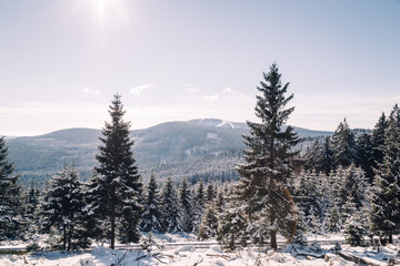 Fototapeta na wymiar Der Winter im Harz