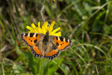 Obraz premium Butterfly on flower. Slovakia
