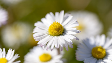 Obraz na płótnie Canvas macro pollen of a daisy in the meadow
