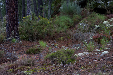 with the pine forest landscape