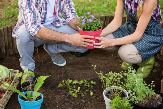 Low section of gardeners holding potted plant at garden