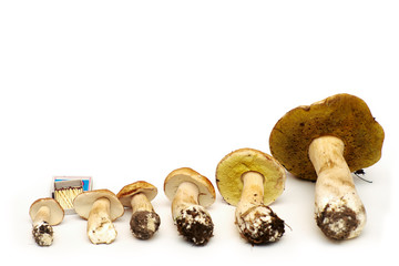 White birch mushroom (Boletus betulicolus) on a white background in comparison with the matchbox