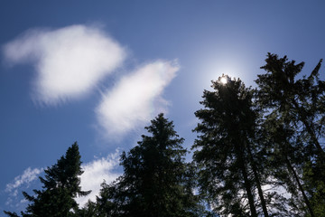 Looking up to the sky in the forest, Slovakia