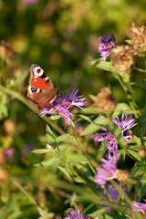 Peacock butterfly enjoys nectar on clover flower