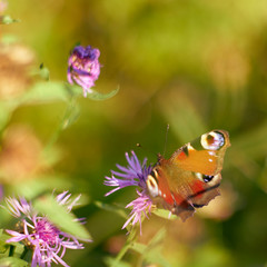 Peacock butterfly enjoys nectar on clover flower