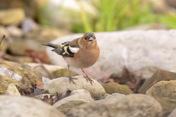 male Chaffinch in search of food among the rocks