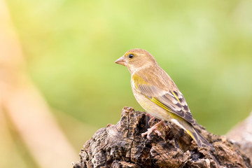 female Chaffinch on branch in nature outdoor
