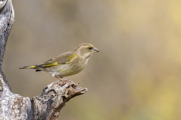 female Chaffinch on branch in nature outdoor