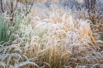 Frosted grass at cold winter day