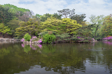 Obraz premium View of a few birds at the Chundangji pond - the rear garden of Changgyeonggung Palace in Seoul, South Korea.