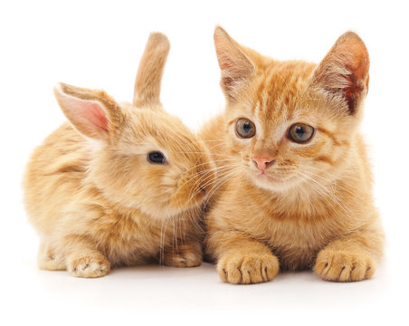 Fototapeta Red cat and rabbit.